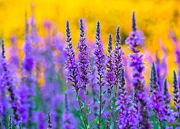 《破晓传说》主题曲预告 流行音乐女歌手绚香演唱